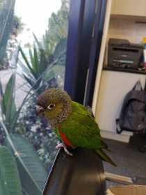 Found Conure