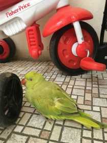 Found Parakeet