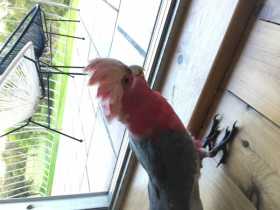 Found Galah Cockatoo