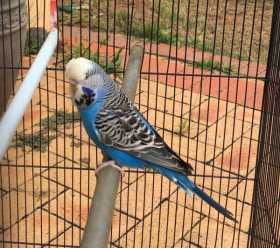 Found Budgerigar