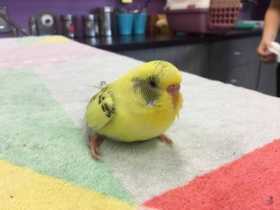 Found Budgerigar