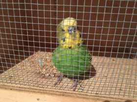 Found Budgerigar