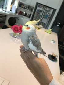 Found Cockatiel