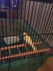 Found Canary