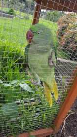 Found Alexandrine