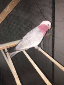 Found Galah Cockatoo