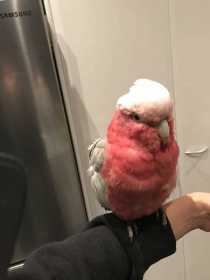 Found Galah Cockatoo
