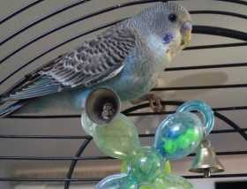 Found Parakeet