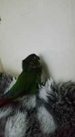 Found Conure