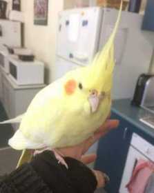Found Cockatiel