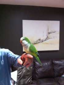 Found Bird / Parrot