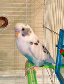 Found Parakeet