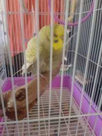 Found Budgerigar