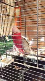 Found Galah Cockatoo