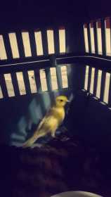 Found Canary