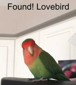 Found Lovebird