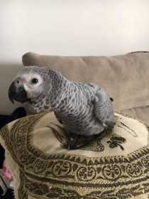 Found African Grey