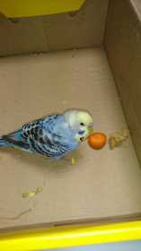 Found Budgerigar