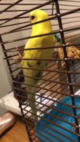 Found Parakeet