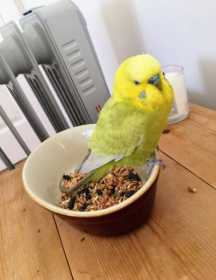 Found Budgerigar