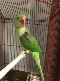 Found Alexandrine