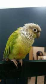 Found Conure