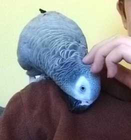 Found African Grey