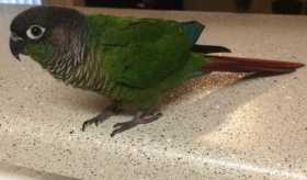 Found Conure