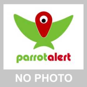 Found Parrotlet