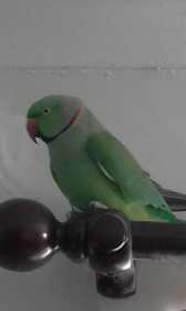 Found Indian Ringneck Parakeet