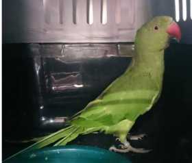 Found Indian Ringneck Parakeet