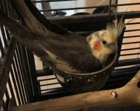 Found Cockatiel