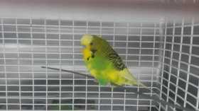 Found Budgerigar