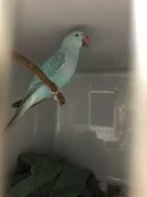 Found Indian Ringneck Parakeet