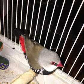 Found Finch