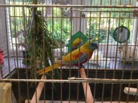 Found Bourke's Parakeet