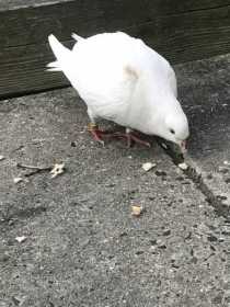 Found Pigeon