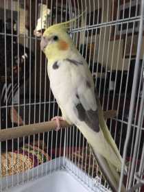 Found Cockatiel