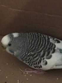 Found Parakeet