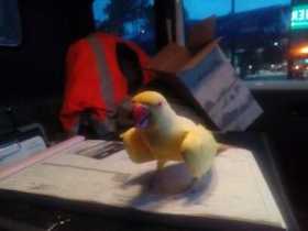Found Indian Ringneck Parakeet