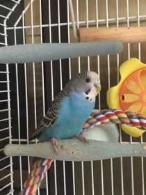 Found Budgerigar