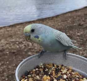 Found Parakeet