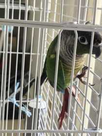 Found Conure