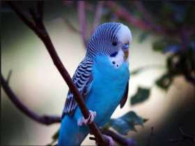 Found Budgerigar