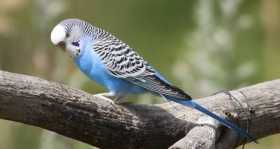 Found Parakeet