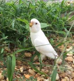Found Parakeet