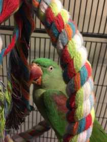 Found Alexandrine