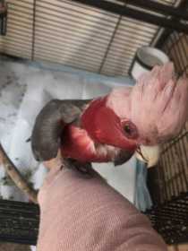 Found Galah Cockatoo