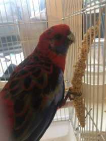 Found Rosella