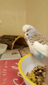 Found Budgerigar